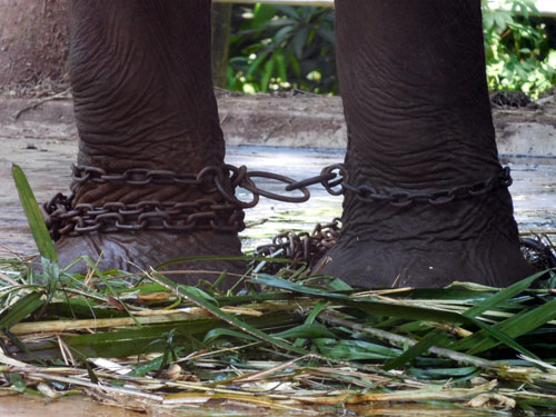 Cruelty to Elephants Continues in Mangkang Zoo (Semarang), Central Java (May 13, 2017)